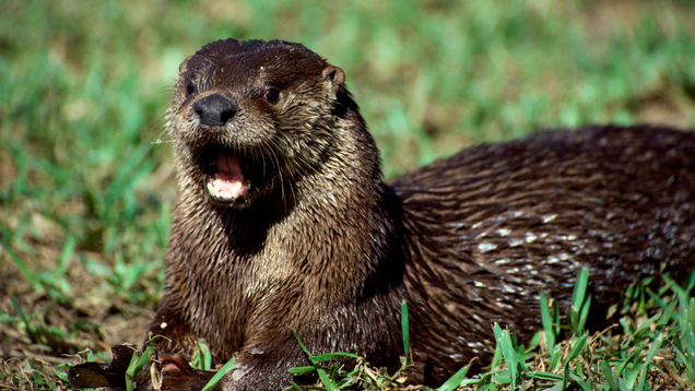 Illustration for article titled We Let Ed Sheeran Guest-Edit This List Of Fluffy Otters And He Did A Bad Job